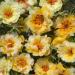 Yellow Moss Rose Groundcover