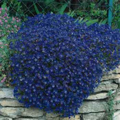 Aubrieta Seeds Cascade Blue Aubrieta Seeds Cascade Blue