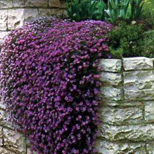 Purple Cascading  Aubrieta Ground Cover Plant  Seeds Rock 