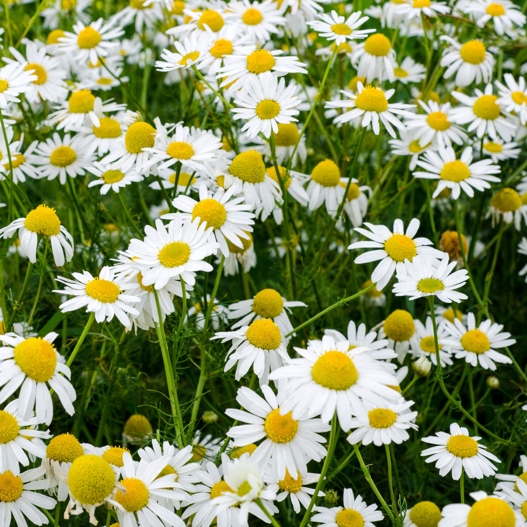 Roman Chamomile Herb Seed Packet