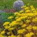 Sedum Ellacombianum Groundcover Seed