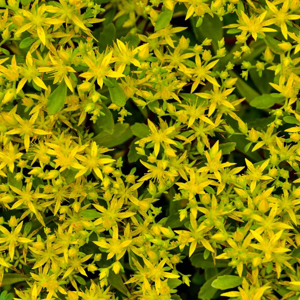 Drought Tolerant Sedum Hybridum Ground Cover Plant Seeds
