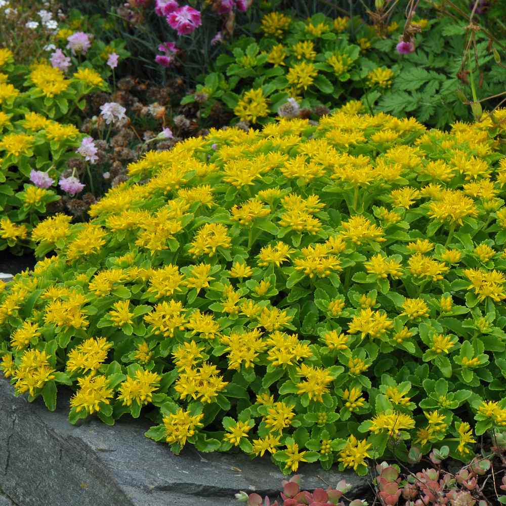 Sedum Kamtschaticum Plants