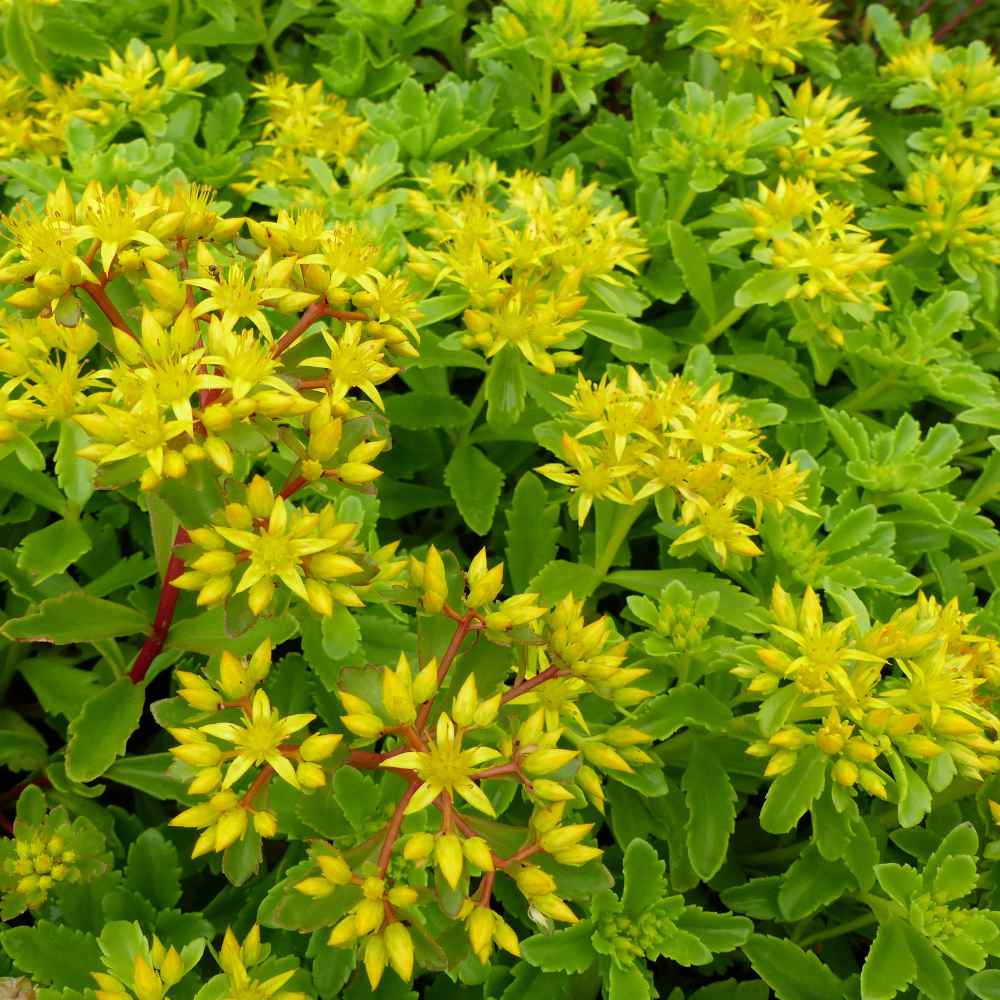 Sedum Kamtschaticum Drought Tolerant Russian Stonecrop Ground Cover ...