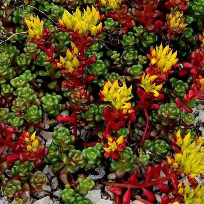 Sedum Oreganum Seed - Oregon Stonecrop Ground Cover Seeds