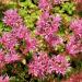 Sedum Purple Carpet Groundcover Seed