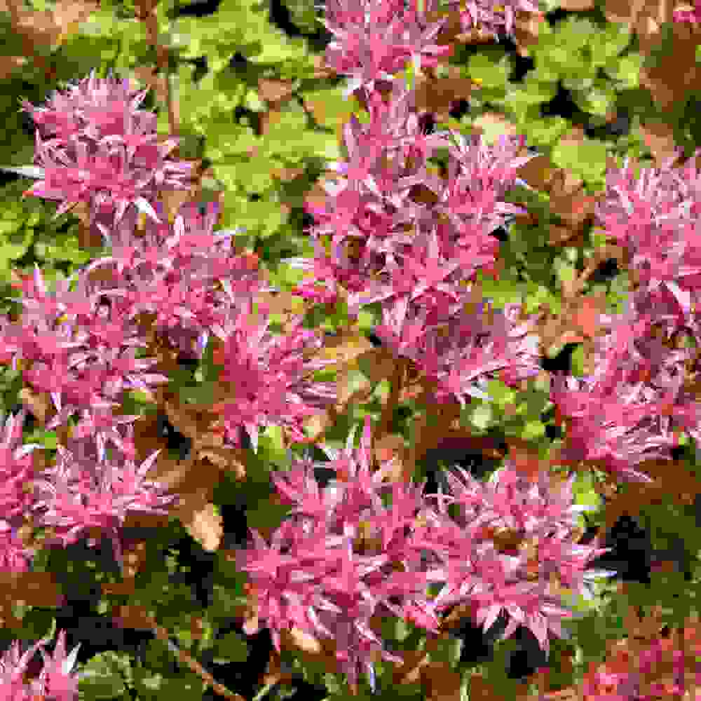 Sedum Seeds Sedum Purple Carpet Ground Cover Seed