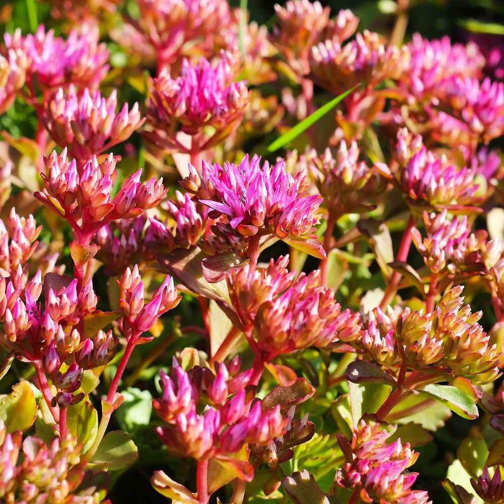 Image of Sedum spurium (purple stonecrop) summer ground cover plant