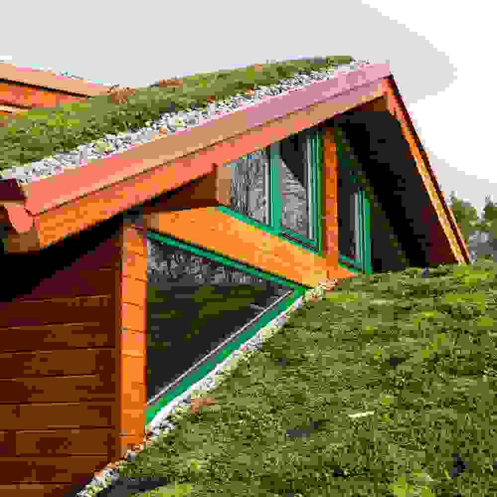 Sedum Seeds - Sedum Roof Garden Mix