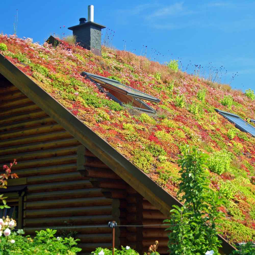 Sedum Roof Garden Plants