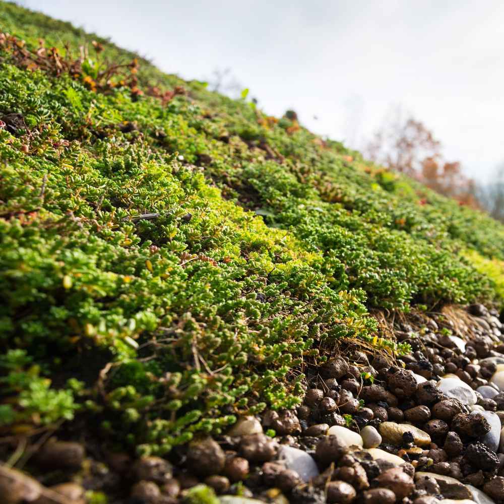Perennial Sedum Roof Garden Seed