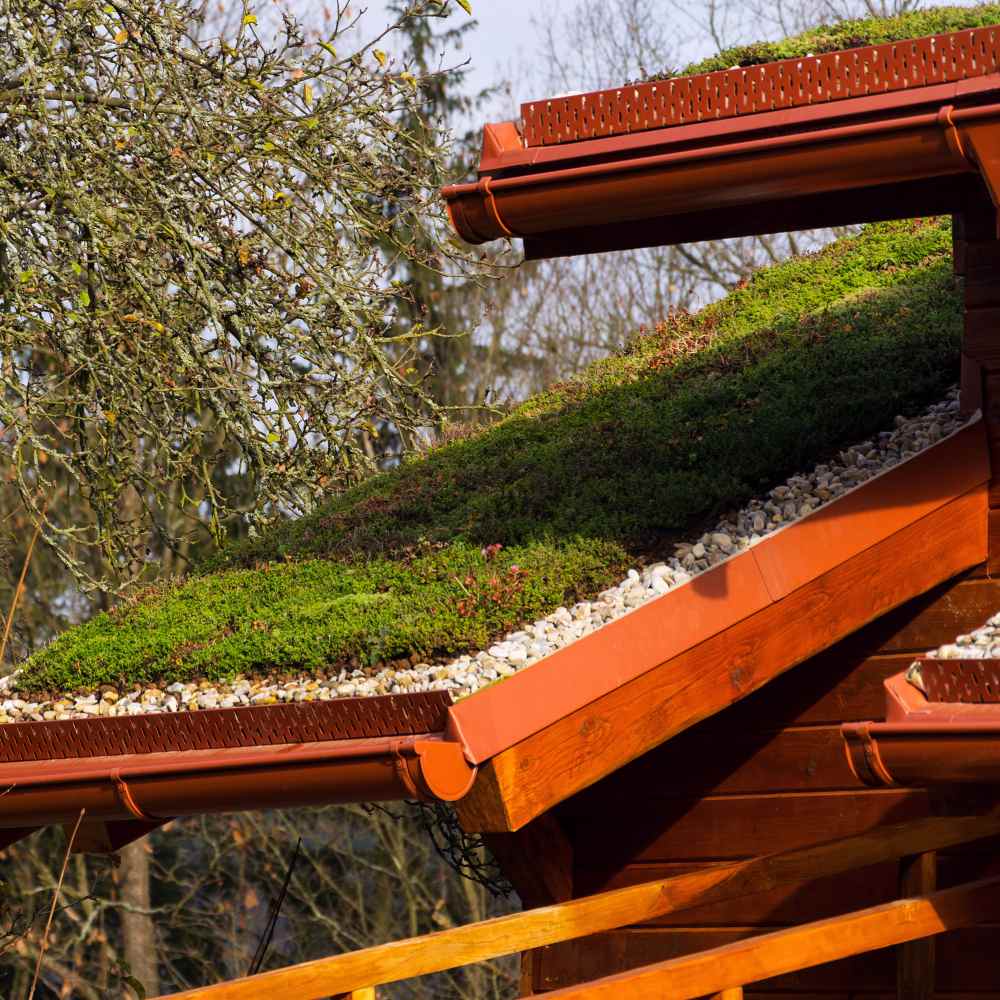 Perennial Sedum Roof Garden Plants