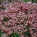 Sedum Stoloniferum Drought Tolerant Plants