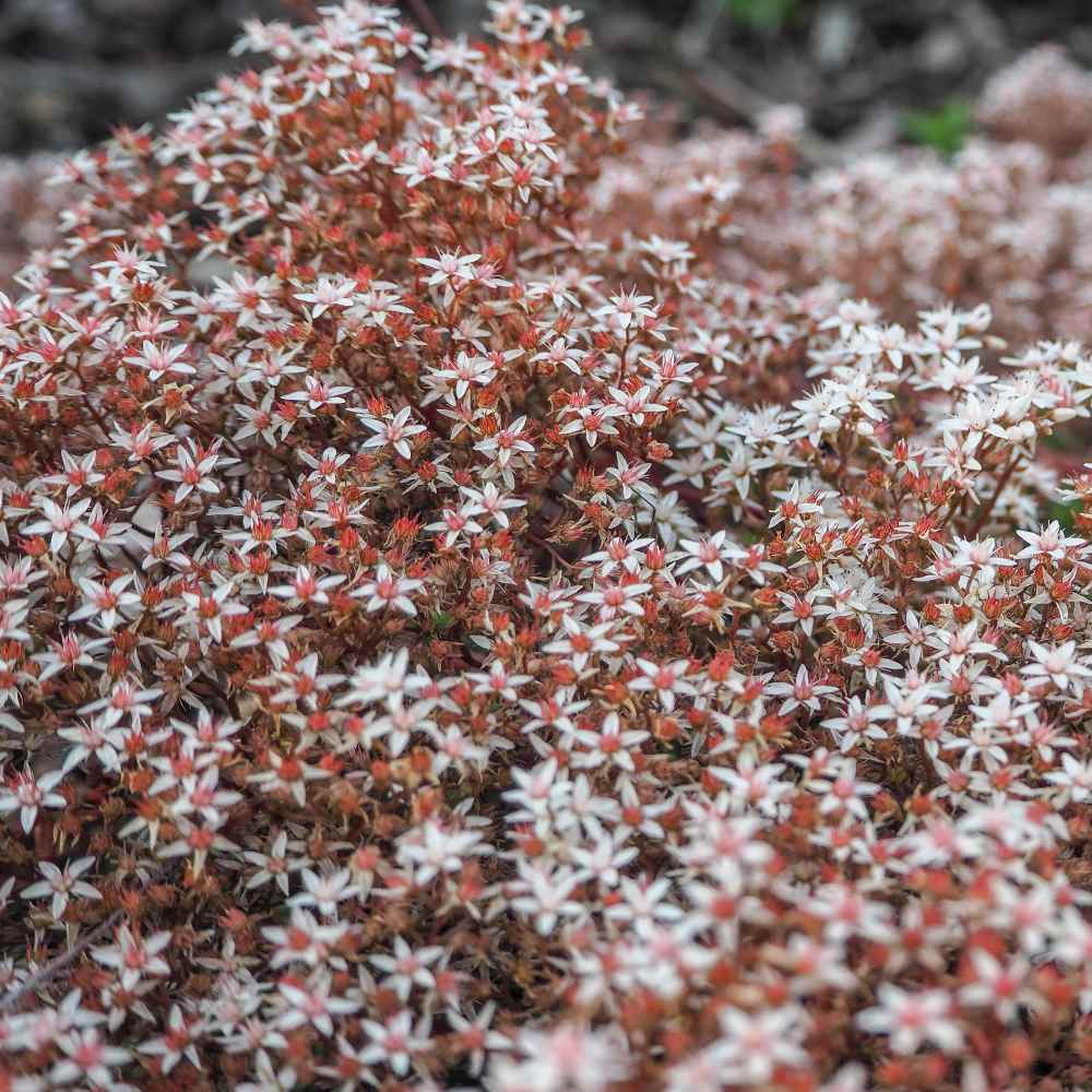 Sedum Stoloniferum Drought Resistant Stolon Stonecrop Ground Cover