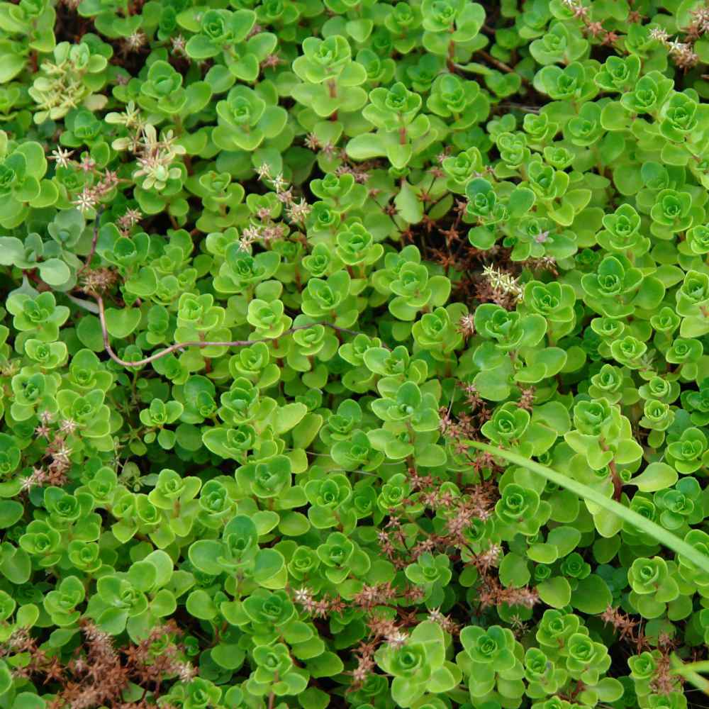 Hardy Ground Cover