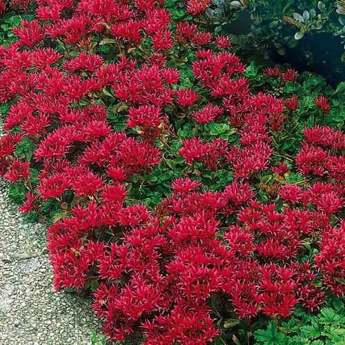 Sedum Summer Glory Seeds