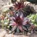 Sempervivum Hens & Chicks Ground Cover