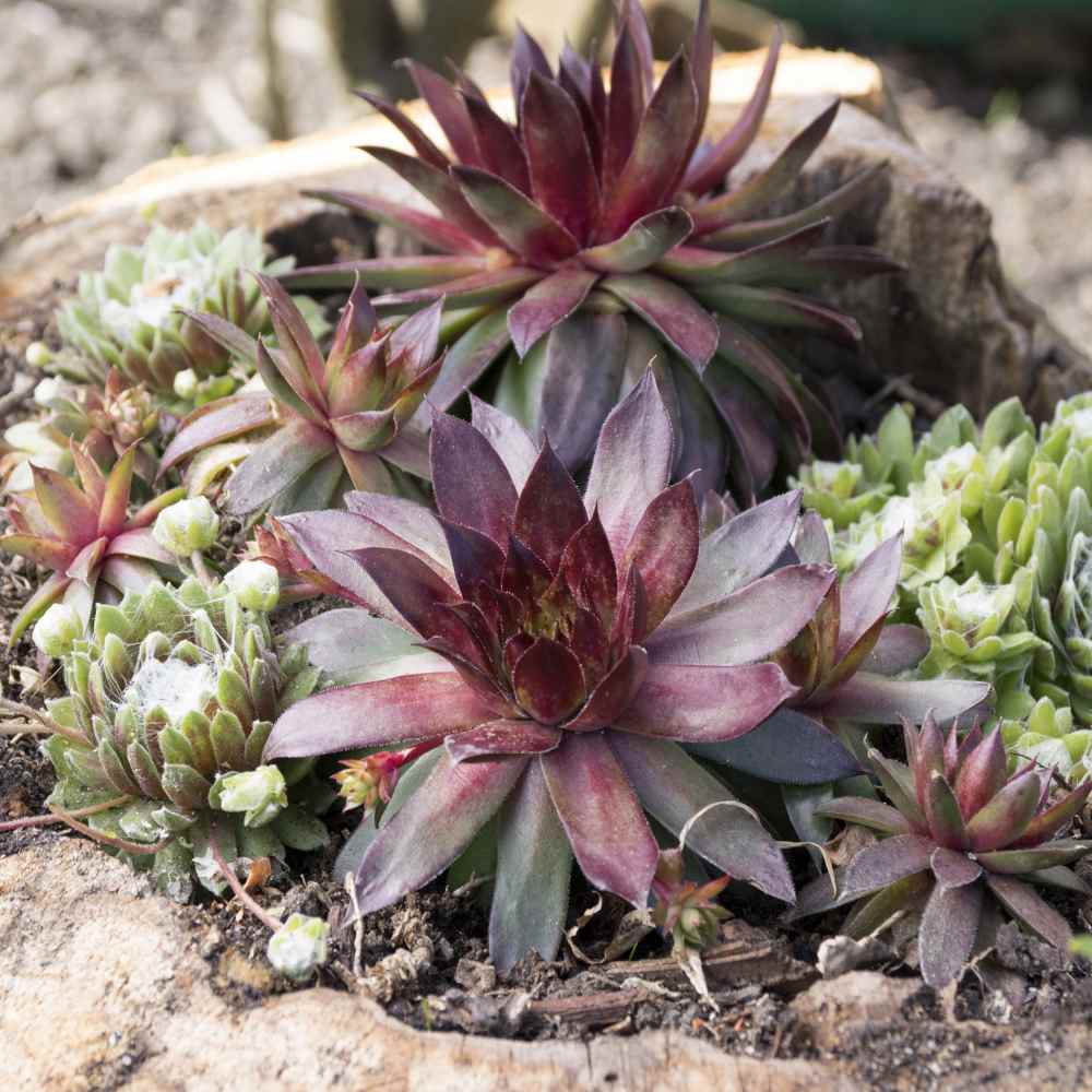 Sempervivum Hens & Chicks