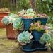 sempervivum hens and chicks in a pot