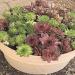 Sempervivum Hens & Chicks Groundcover