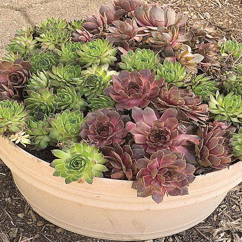 Sempervivum Hen And Chicks Seeds - Hardy Perennial Succulent (35+ Seeds)