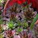 Sempervivum Hens & Chicks Plants