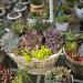 Perennial Sempervivum Hybridum