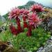 Sempervivum Montanum