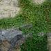 Kenilworth Ivy On Stone