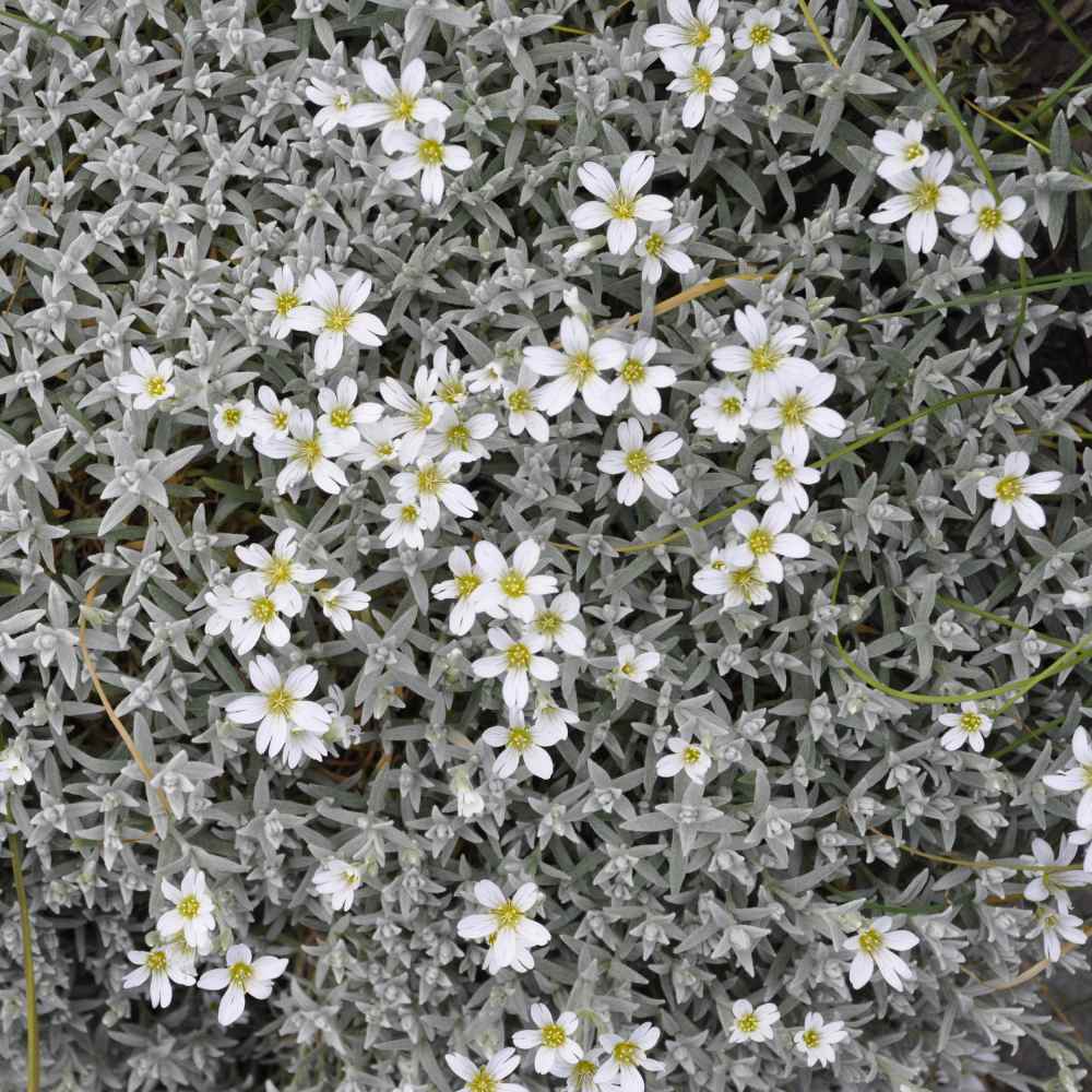 Snow in summer plant discount