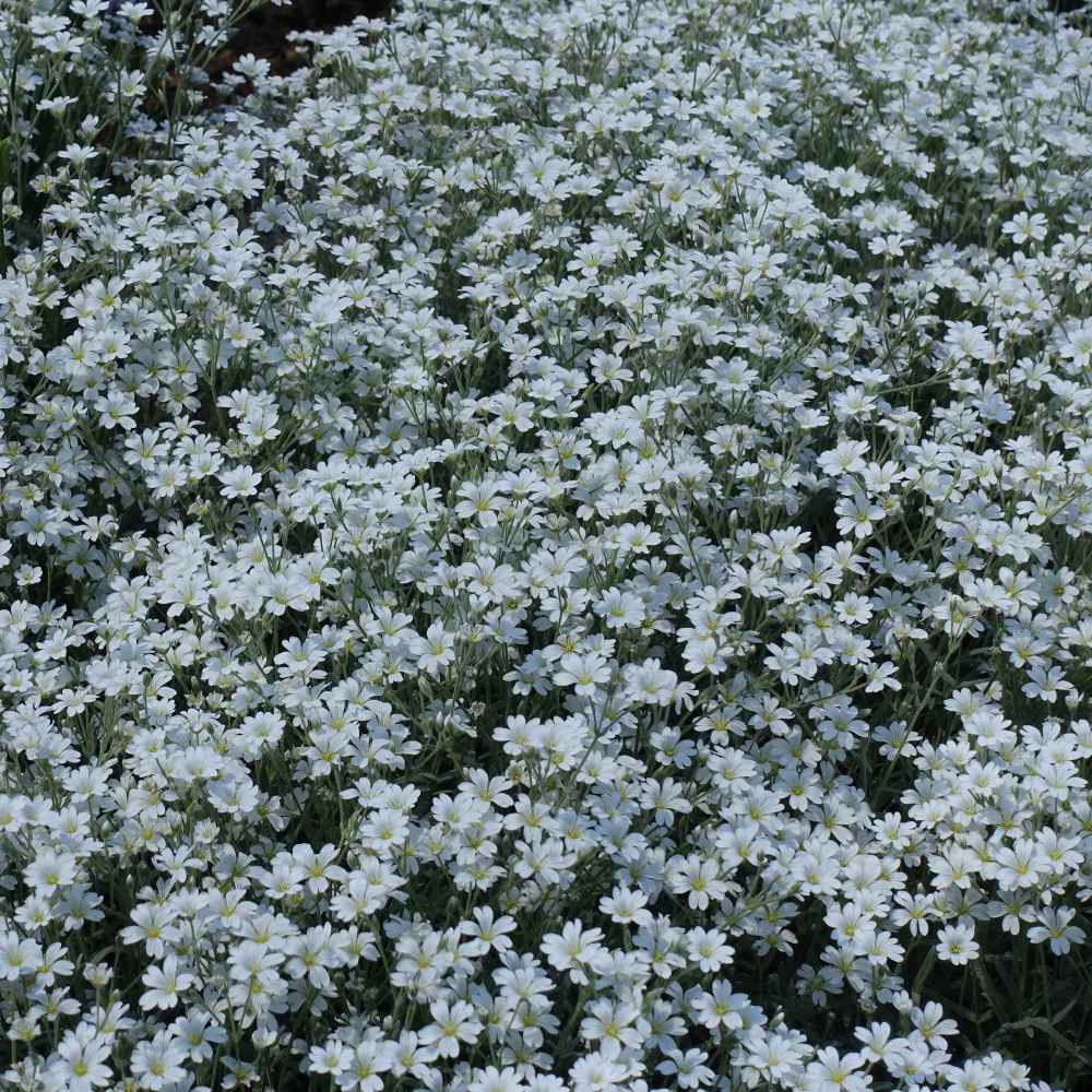 200 seeds #3257 Snow in Summer Cerastium