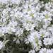 Cerastium Tomentosum Ground cover