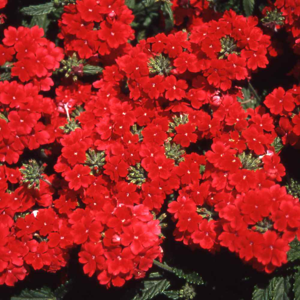 Verbena Seed Verbena Hybrida Scarlet Ground Cover Seeds