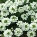 Verbena White Flowering Groundcover