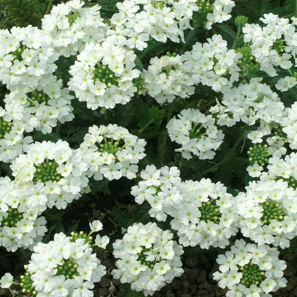 White Verbena Flower