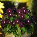 Vinca Blackberry Flowering Vines