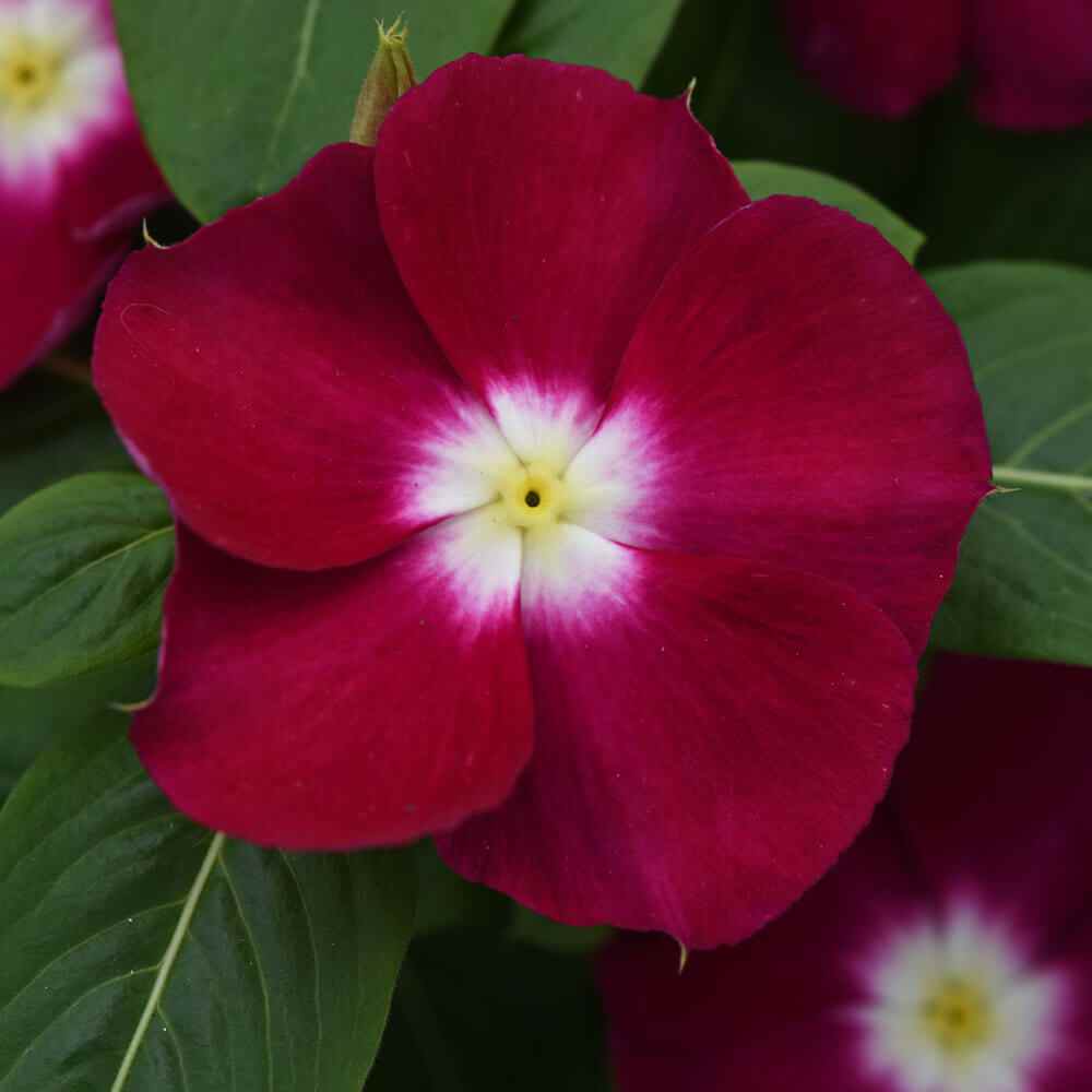 Periwinkle Burgundy Flowers