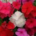 Vinca Titan Seed Clear Mix