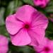 Vinca Cora Cascade Lilac Ground Cover