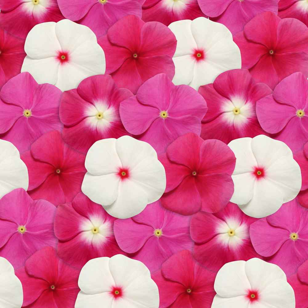 Vinca Pacifica XP Mix Merlot Ground Cover