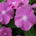 Vinca Orchid Eye Ground Cover