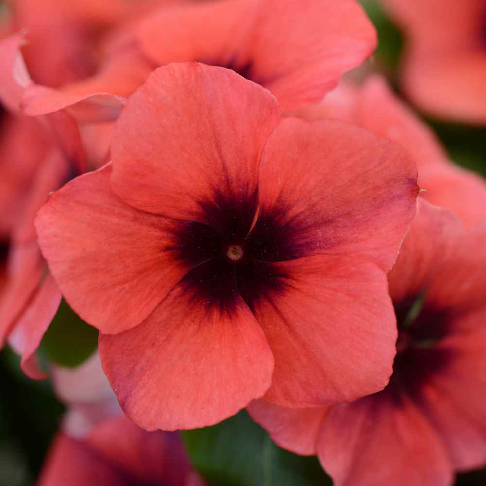 Vinca Papaya Ground Cover