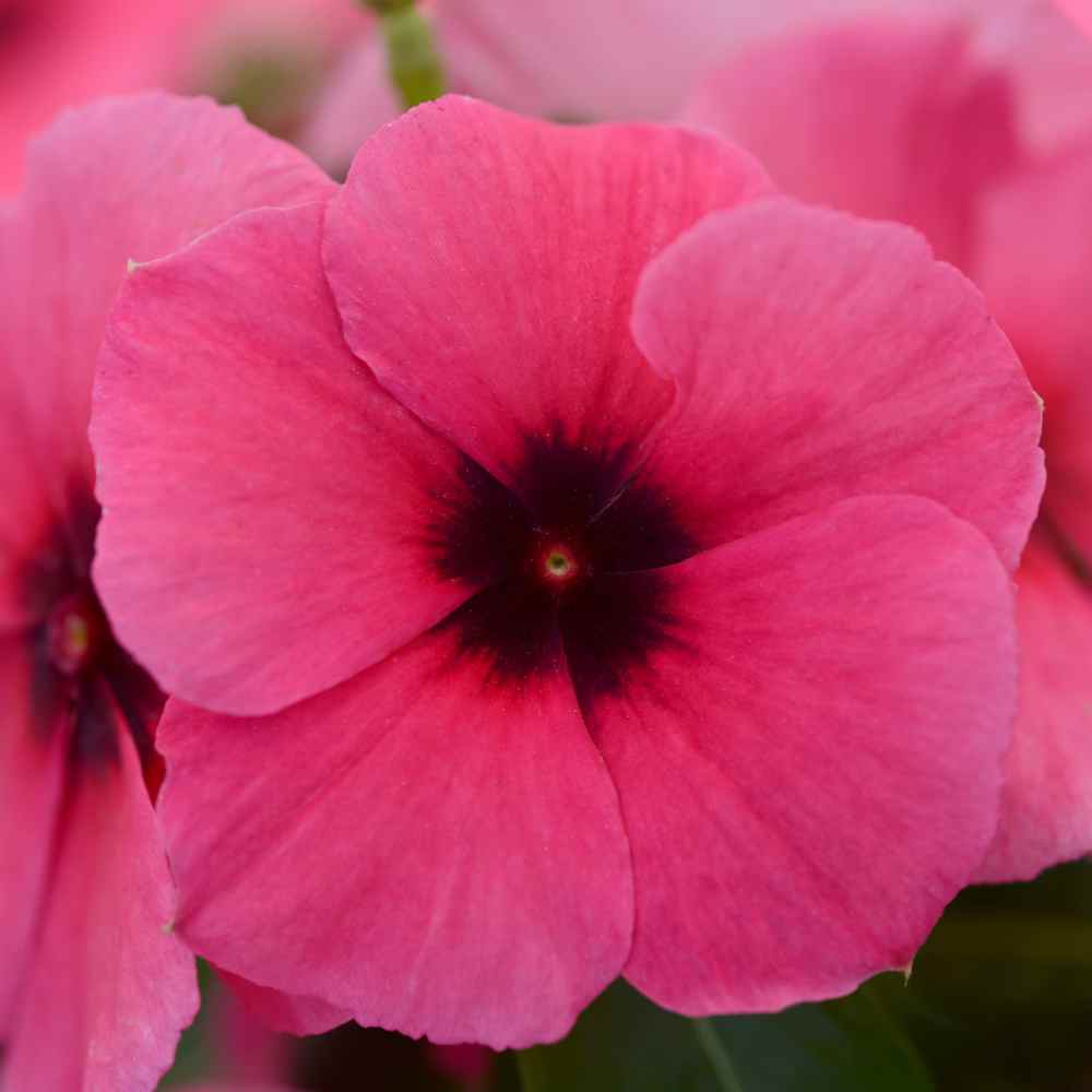 Vinca Raspberry Ground Cover