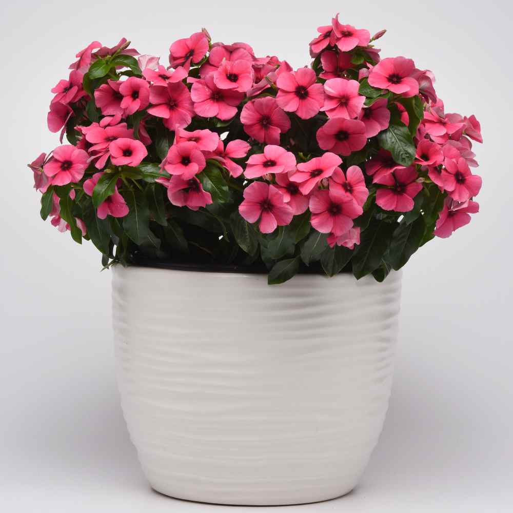 Periwinkle Raspberry Flowering Plants Seed