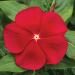 Vinca Cora Red Flowers