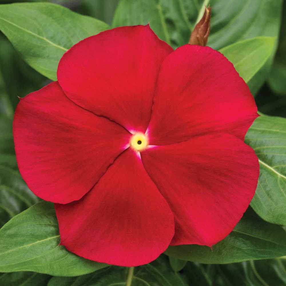 Drought Tolerant Upright Red Vinca Flower Seeds For Containers
