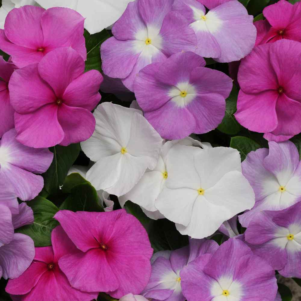 Summer Breeze Titan Vinca Flower Seed Mixture