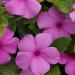 Vinca Titan Lilac Ground Cover