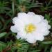 White Portulaca Groundcover