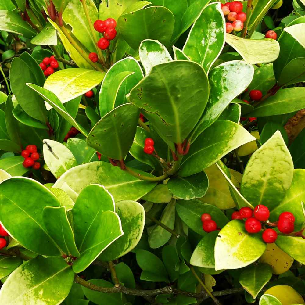 Winter cheap green plants
